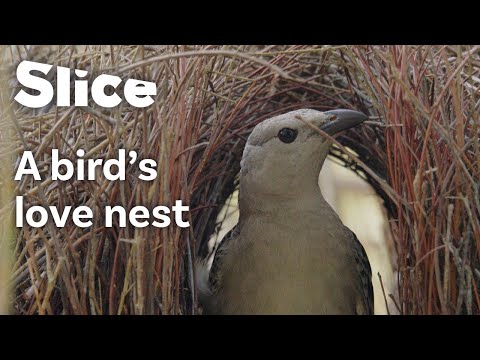 Video: Prečo vtáctvo stavajú altánky?