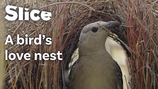 Impressive Nest-Building Skills of the Great Bowerbird | SLICE