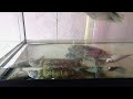 Красноухие черепахи любят рыбу!!!