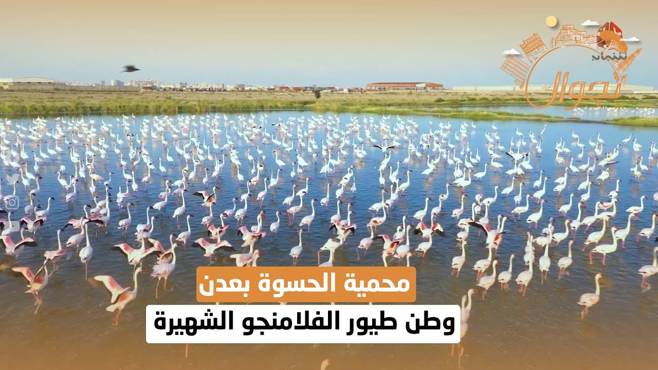 محمية الحسوة بعدن .. وطن طيور الفلامنجو الشهيرة | تجوال