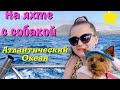 Киты в Атлантическом океане // С собакой на яхте на Канарах // Отдых с собакой в Испании