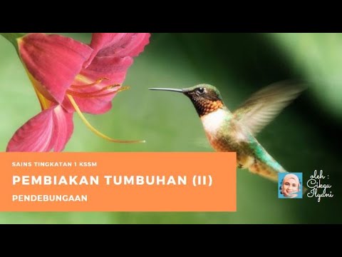 Video: Urutan - Penanaman, Pembiakan Dan Sifat Berguna. Permohonan Urutan