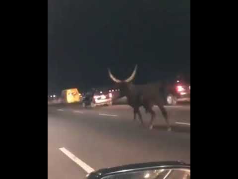 UNBELIEVABLE: Big Cow Seen Wandering On 3rd Mainland Bridge In The Middle  Of The Night (Video) - AnaedoOnline