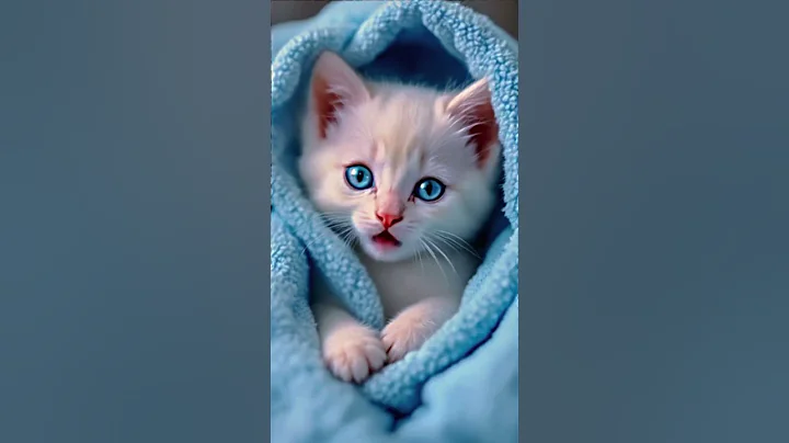 Video 8170811: kittens amazing, kitten reaction, cat house, black cat