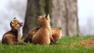 Baby Fox Kit Siblings  kisses and snuggles