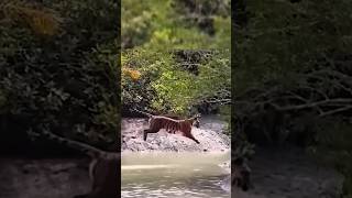 Tiger vs Lion Jump Battle Will Shock You #shorts #wildlife