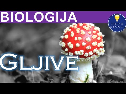 Video: Jesu li gljive jednostanične?