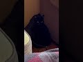 If Darkness Had a CAT