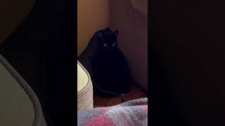 If Darkness Had a CAT