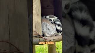 Are lemurs tired or just resting?