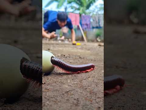 Angry, no matter what I have to do, I'll do it, as long as that millipede gets out of this egg