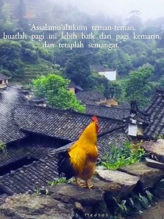 Selamat pagi 🌄| | Story wa 30 detik | Status Medsos