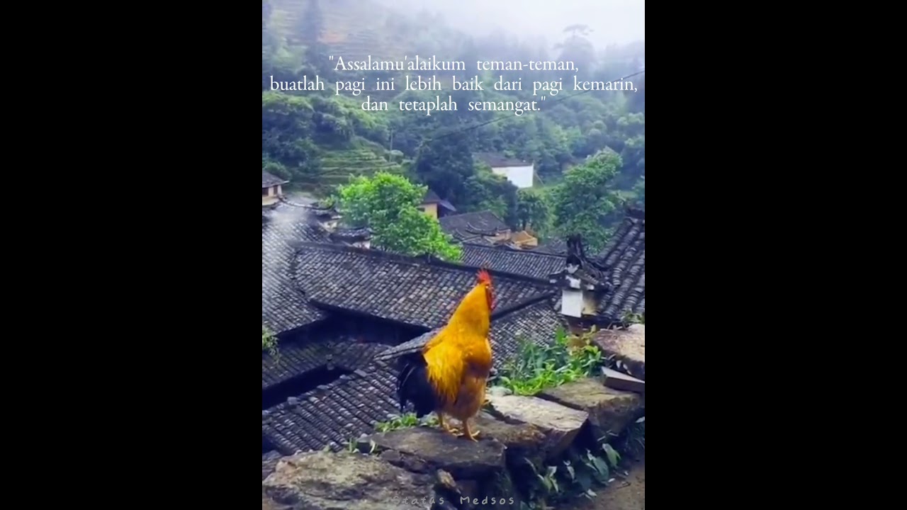 Selamat pagi 🌄| | Story wa 30 detik | Status Medsos