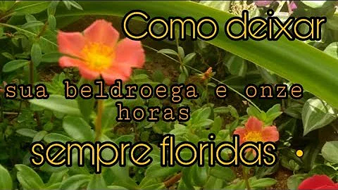 Como fazer muda da planta beldroega?