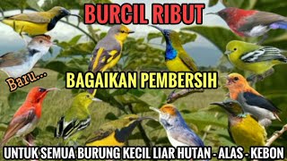 Download Lagu Suara Pikat Semua Jenis Burung Kecil Ampuh #pikatburung Suara pikat 2025 (bagaikan pembersih) MP3