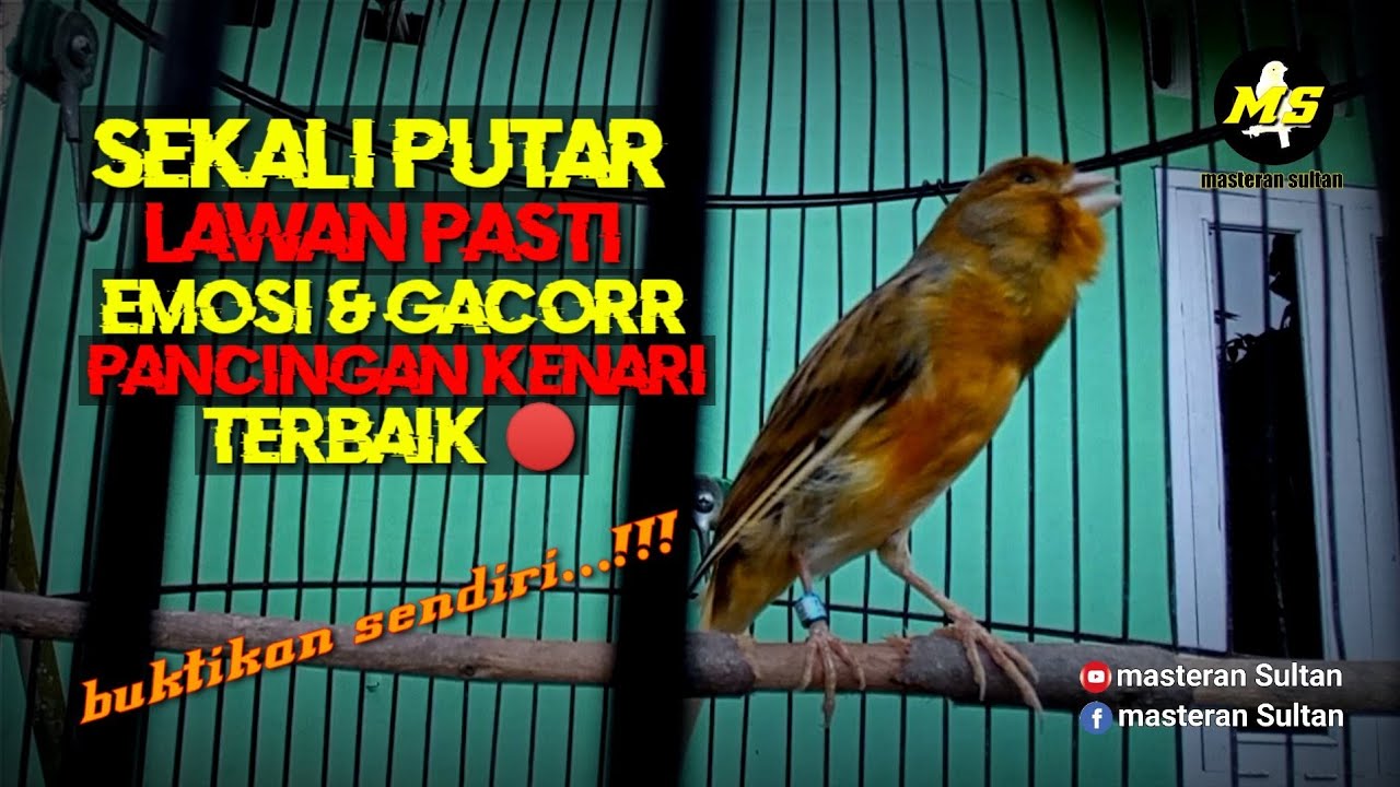 PANCINGAN KENARI BAHAN AGAR CEPAT BUNYI #pancingankenaribetina #kicaumania #masteran 