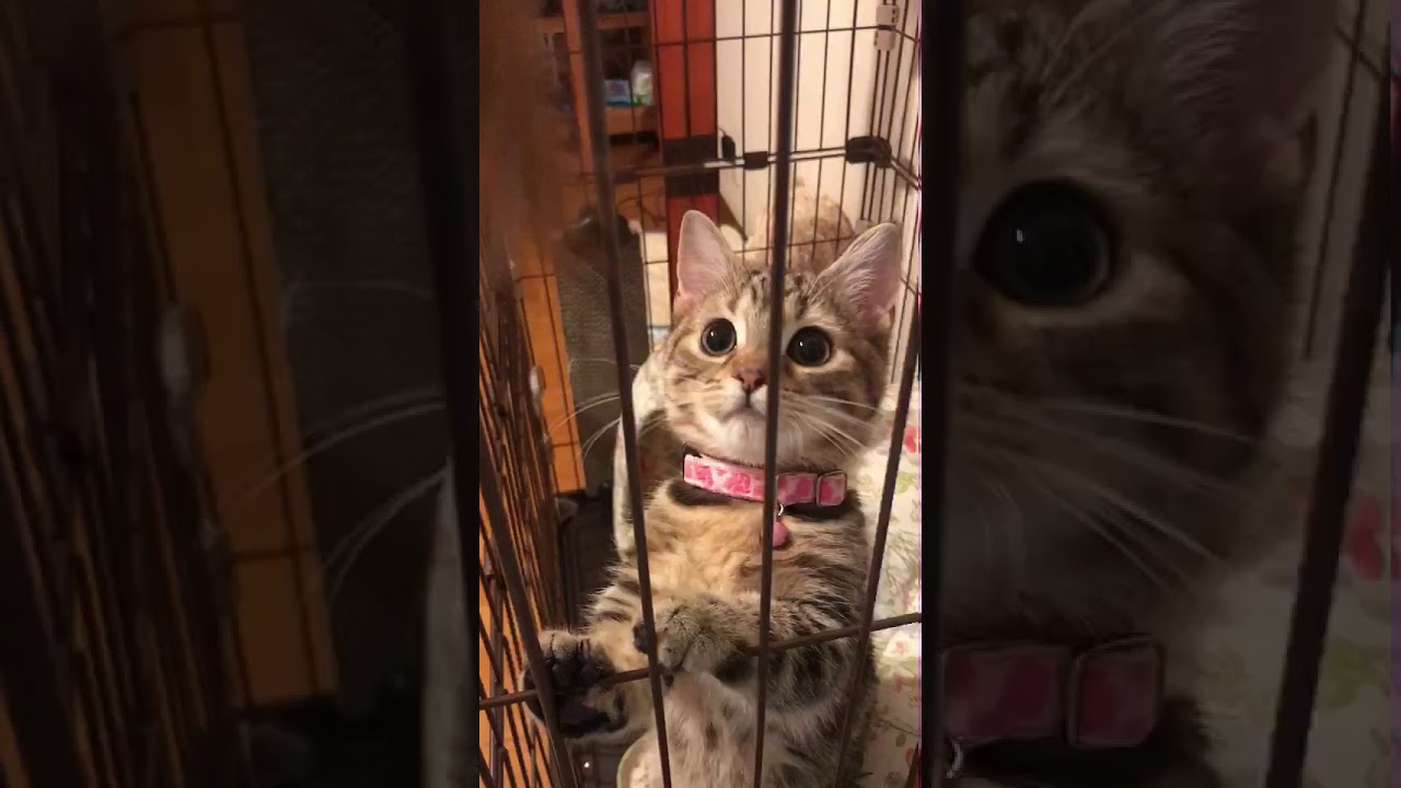 マンチカンのマリン姫 髪の毛が好きなネコ マンチカン ネコ 猫 猫動画 猫のいる暮らし 癒し猫 子猫 可愛い動画 動物 愛猫 ペット ネコパンチ 猫パンチ 赤ちゃん猫 Cat Youtube マンチカンのマリン姫 髪の毛が好きなネコ マンチカン ネコ 猫 猫動画 猫のいる暮らし 癒し猫 子猫 可愛い動画 動物 愛猫 ペット ネコパンチ 猫パンチ 赤ちゃん猫 Cat Youtube