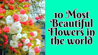 10 تا از زیباترین گل های دنیا