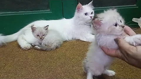 Video 9490691: persian cat newborn kittens, persian cat kitten white, persian cat kitten beautiful
