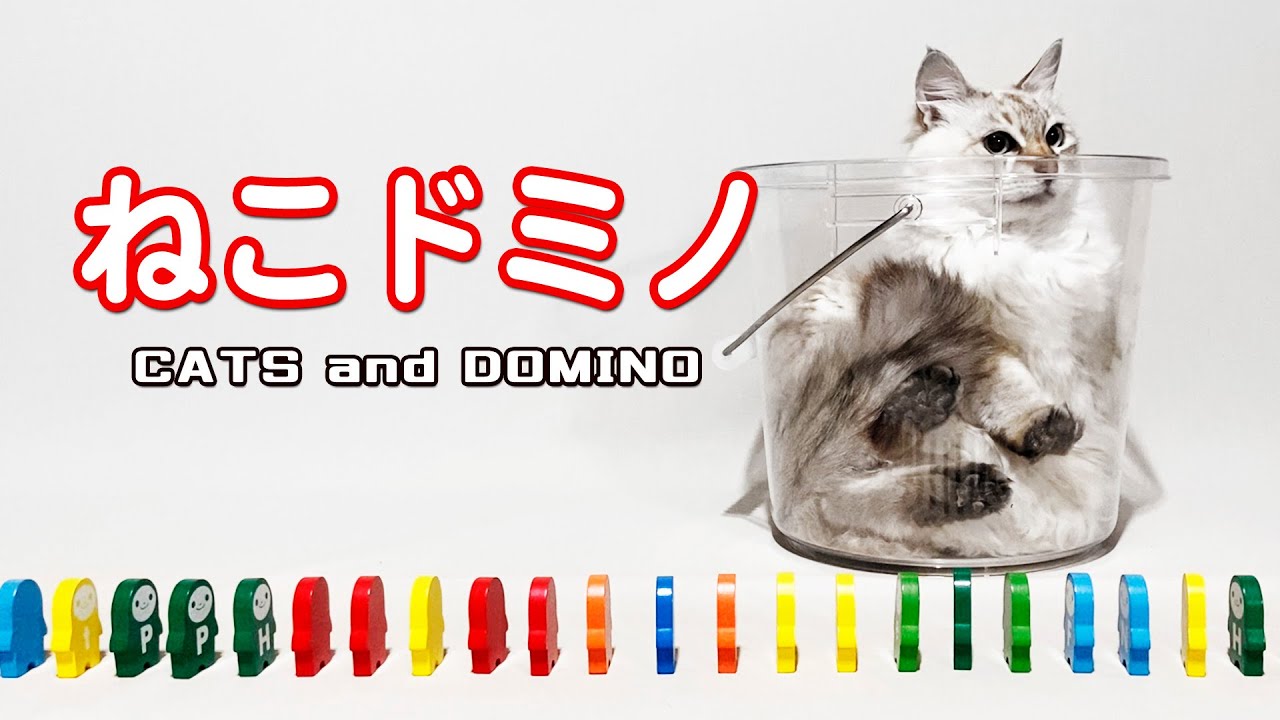 ねこドミノ cats and domino - ドミノ倒しをエンジョイする猫