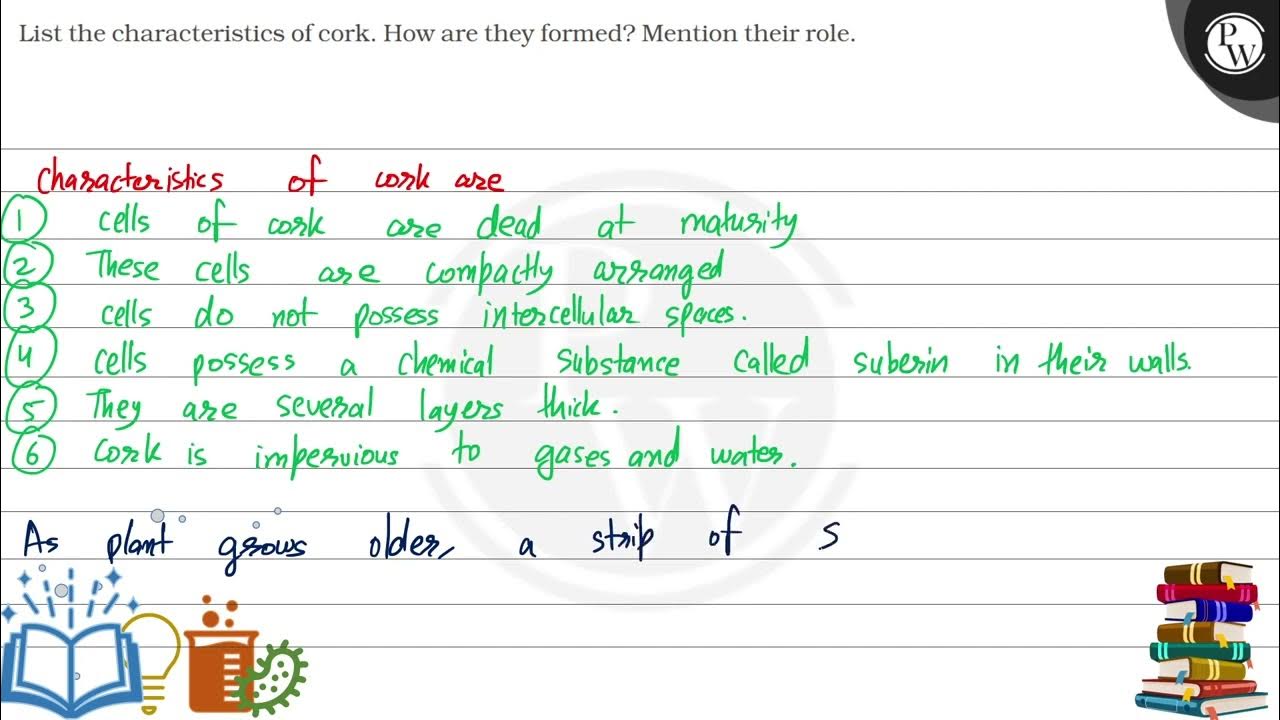 List the characteristics of cork. How are they formed? Mention thei