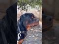 #rottweiler #groomingservices#pets #thrissur #youtubeshorts