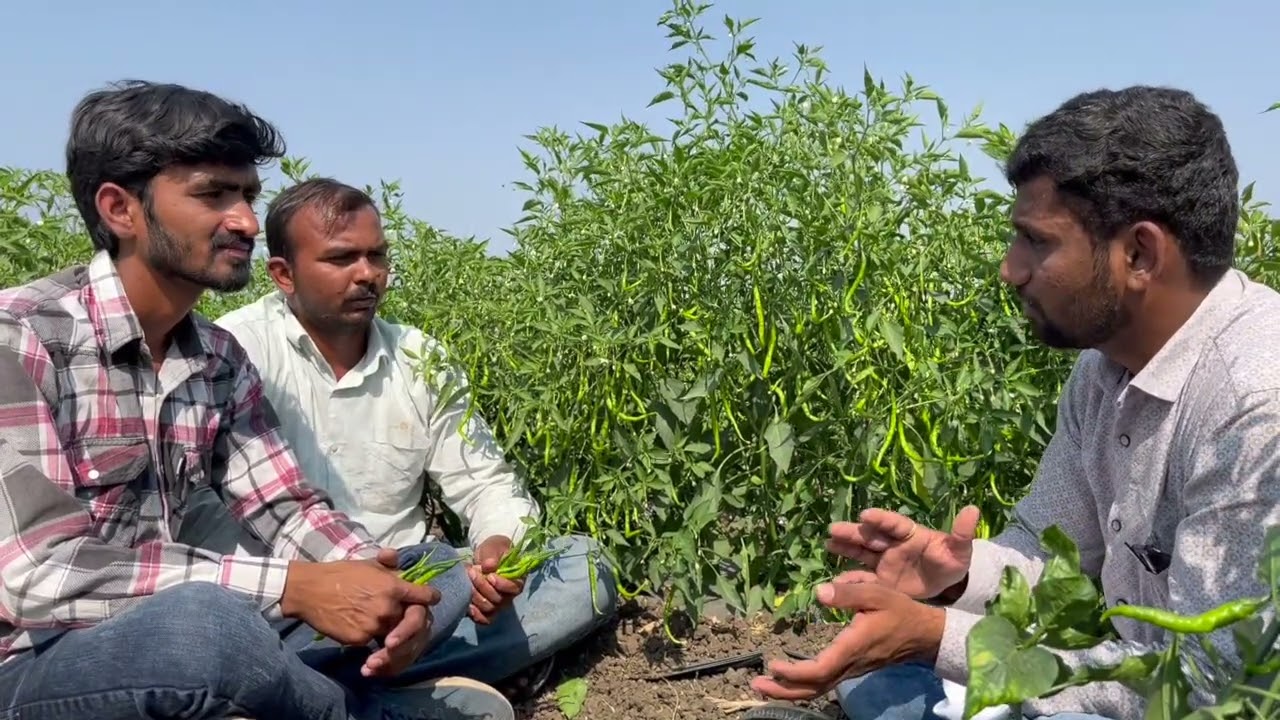 SCTवैदिक रासायनिक पेक्षा निम्याखर्चात पिकवली तेजलदार - दर्जेदार मिरची,जास्त फवारण्या करायची गरज नाही