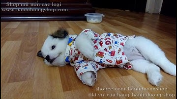 May quần áo cho thú cưng từ quần áo cũ - Mẹo Vặt Cuộc Sống