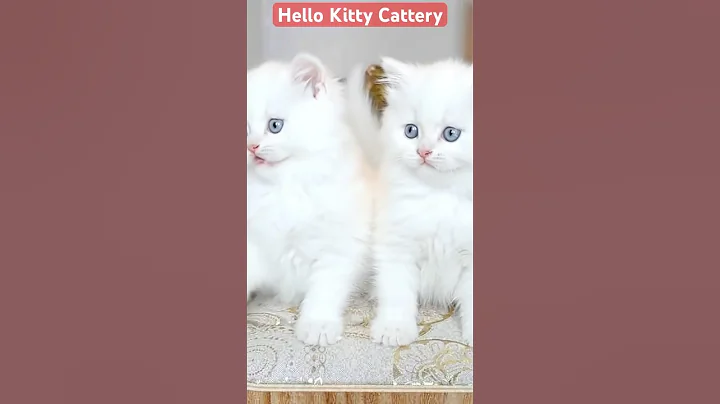 Video 11630471: persiancat persians, white persian kitten, blue eyes persian cat, fluffy persian kitten
