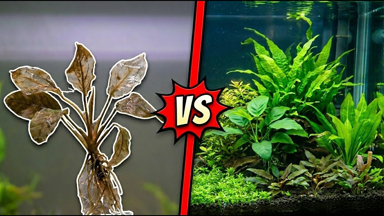 Why Your Aquarium Plants Keep Dying (And How to Fix It)
