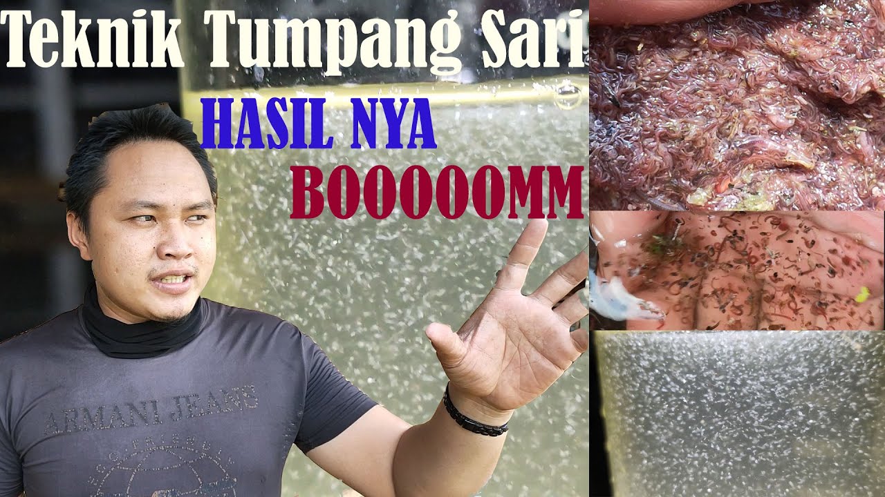 Teknik Kultur Tumpang Sari Cacing Sutra, Bonusnya Kutu Air Moina Sp, Cacing Darah n Jentik Unlimited