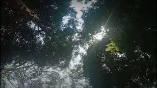 Kebun Kopi | Kebun Pinus | Kebun Teh | Suara Kecapi Suling | Suara Air Pegunungan | Ciwidey|