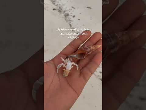 عمرك شفت اللي داخل صدف البحر