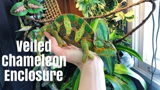 How to Set Up A Veiled Chameleon Enclosure