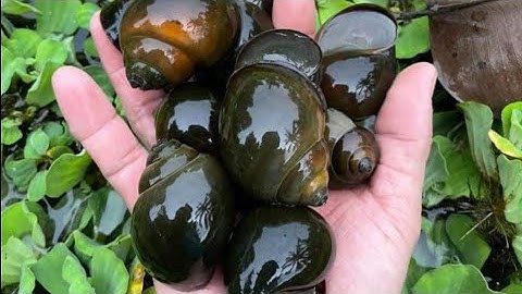 NUÔI ỐC BƯƠU THƯƠG PHẨM SIÊU LỢN NHỰNG - TRẠI ỐC VĂN HẢI