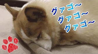 犬のいびき Youtube 犬のいびき Youtube