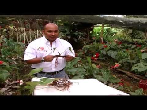 How to cultivate anthuriums- TvAgro por Juan Gonzalo Angel