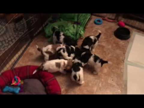 Plum Creek Cavachons week 6.5 Fluffy Wolves