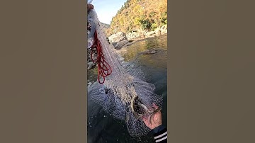 Unbelievable cast net throw! hit bundle of fish #netfishing #castnetfishing #shorts #snowtrout