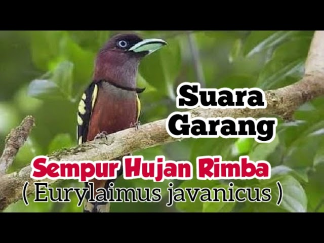 masteran jernih suara garang suara jernih burung sempur hujan rimba class=