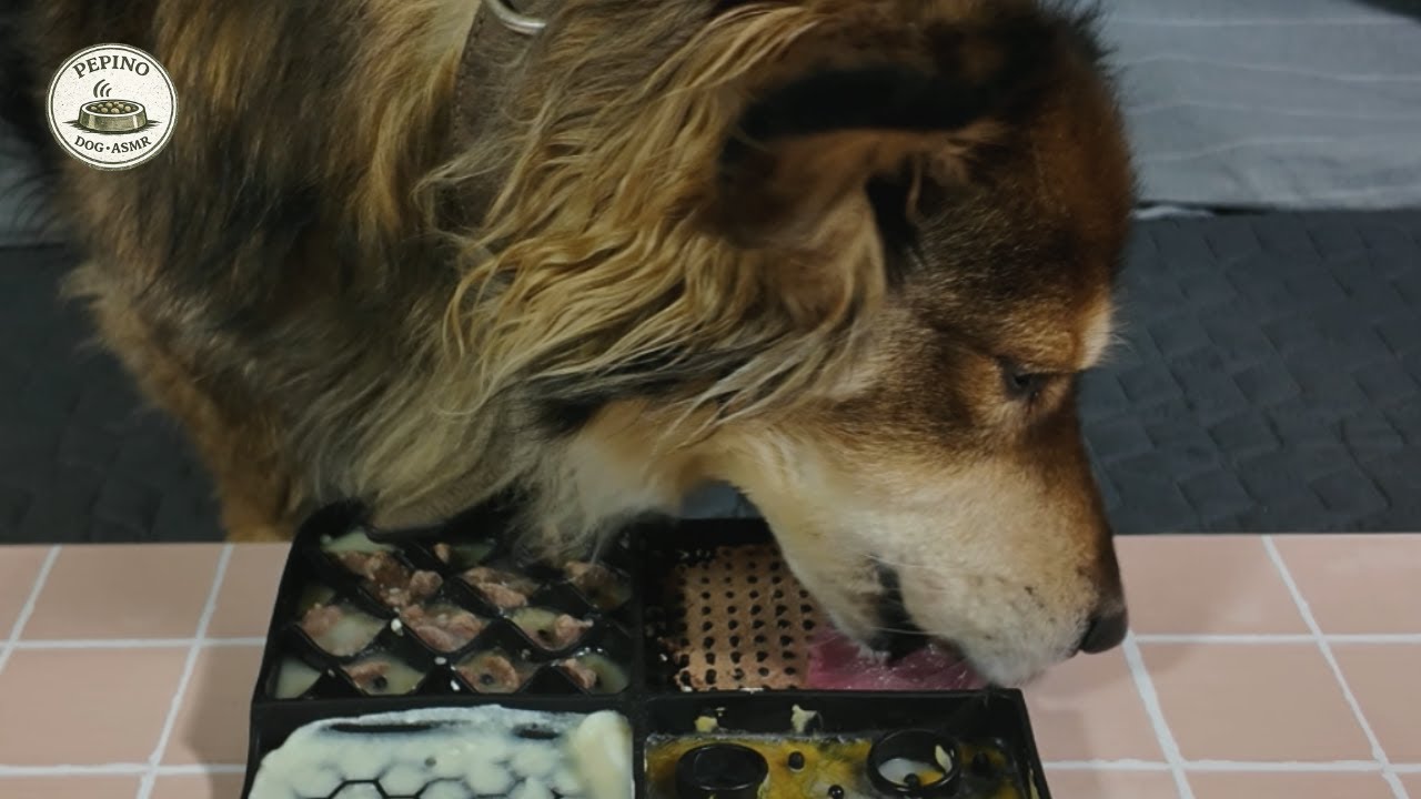 Dog Lick Mat ASMR | Frozen Licking – Yogurt & Daily Meal (42 Minutes)