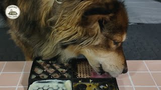 Dog Lick Mat ASMR | Frozen Licking – Yogurt & Daily Meal (42 Minutes) screenshot 4