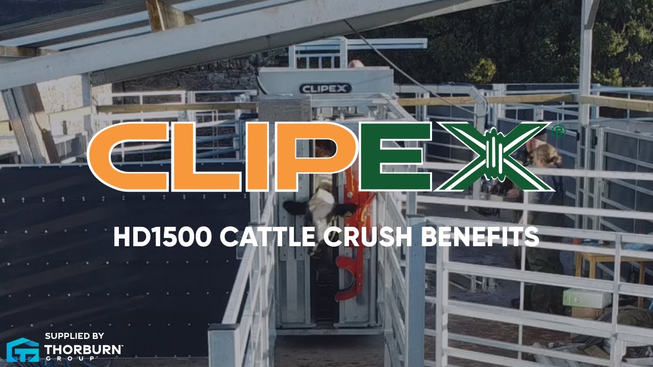 Discover the Clipex HD1500 Cattle Crush | Cattle Handling Made Easy | Thorburn Group