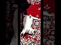 Директор такой же человек #цитаты #cat #видосыоткота #кот #прикольныекоты #котик #котофейка