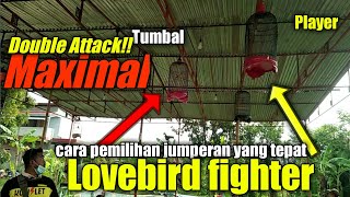setingan lovebird fighter jumperan atau tandem || memaximalkan durasi pas di gantangan