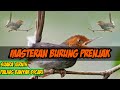 Pancingan Dan Masteran Burung Prenjak