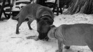 Stafford Sbt Hoogezand Video Dogs