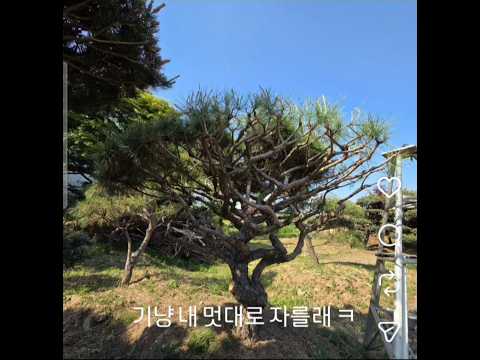 기냥 내 멋대로 자를래 ㅋ #금복리 #햇빛농원 #반송 #전지 #전정