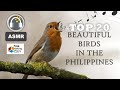 Top 20 Beautiful Birds in the Philippines | Relaxing Nature