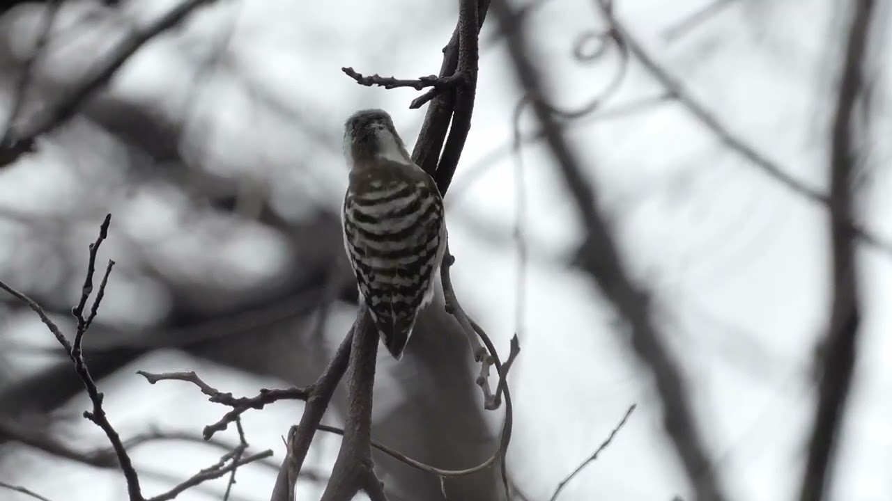 Hyoko Weekly 2026 02 25 No2